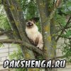 pakshenga_2011_9_ 